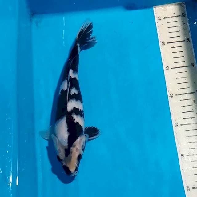 BLACK STONG SHIRO 26 CM