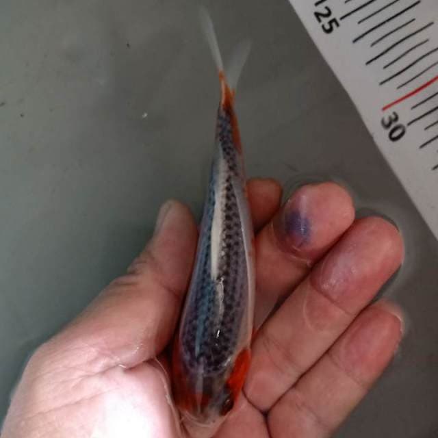 F1 asagi 14cm