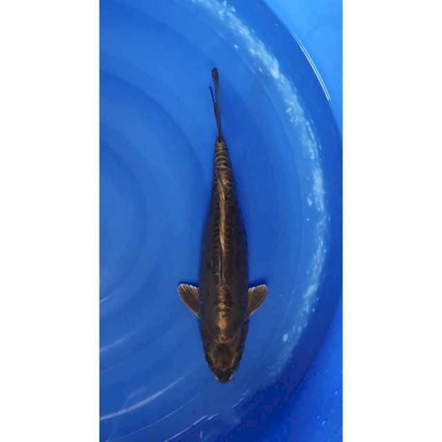Kawarimono - Doitsu Gold Mukashi 39cm (F)