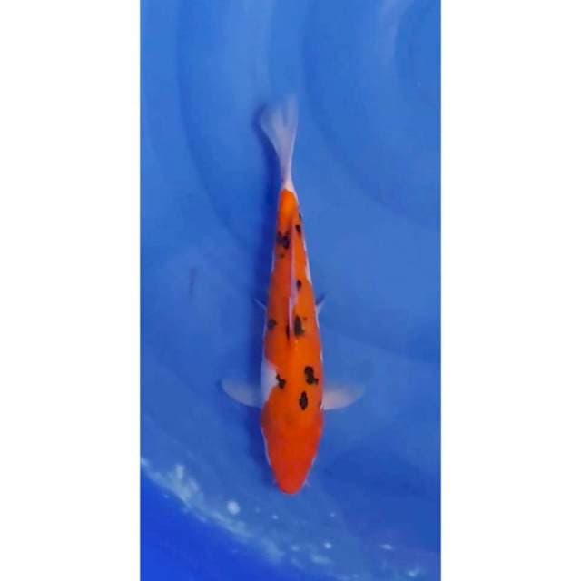 Straight Hi Sanke 26cm (F)