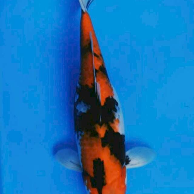 SHOWA JUMBO 40 CM