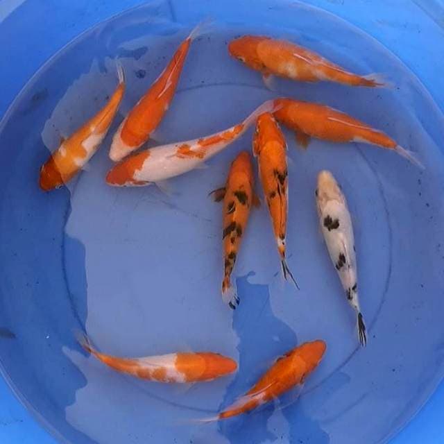 Paket mix 10 ekor