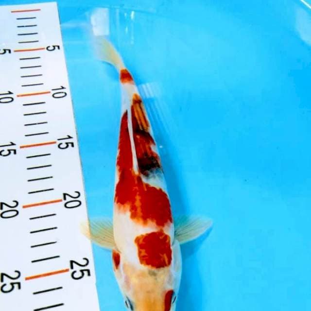Showa 27 cm