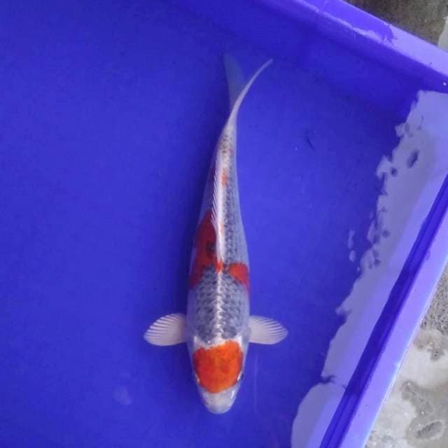 Marshiki 28 cm