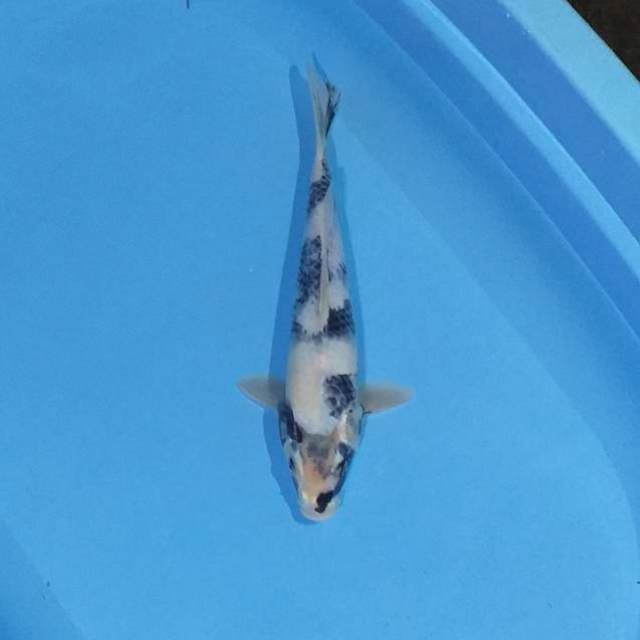Shiro