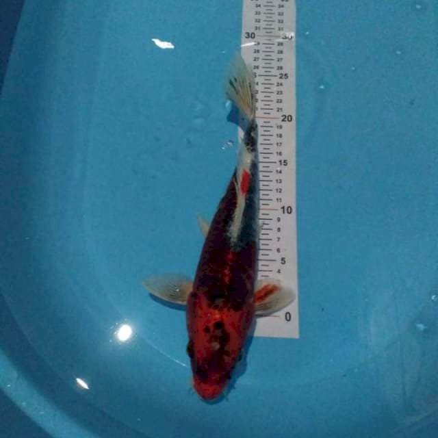 Kujaku 31 cm