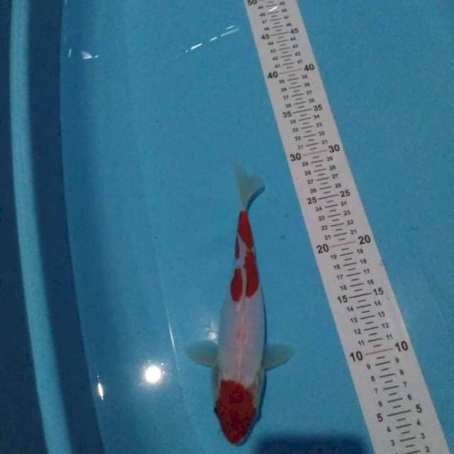 Kohaku 25 cm