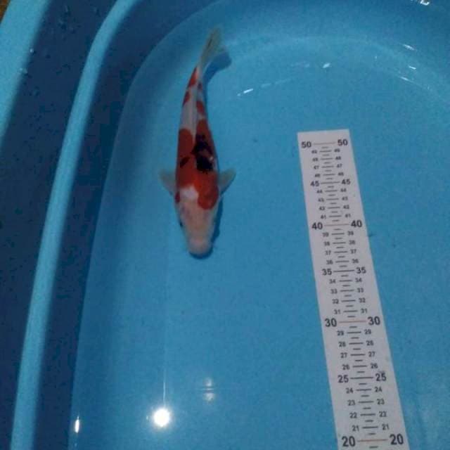 Sanke 28 cm