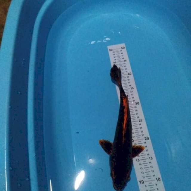 Kawarimono 33 cm