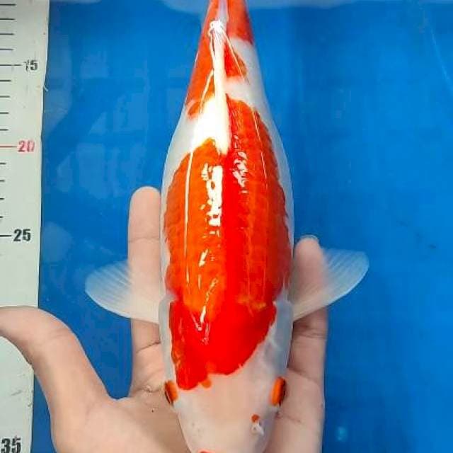 Kucibeni Kohakku 31cm