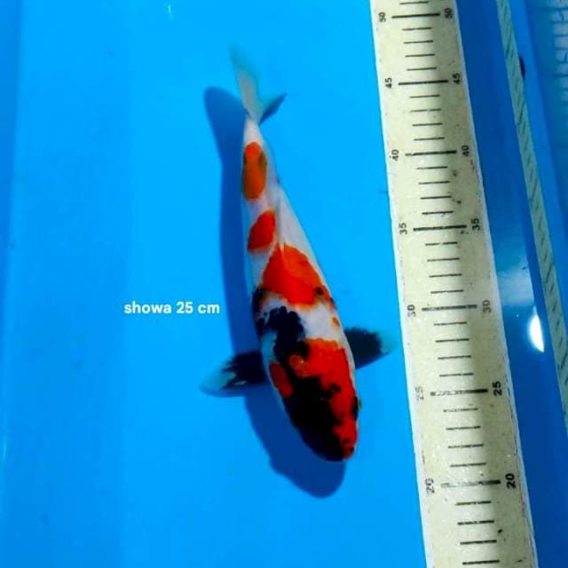 SHOWA 25 CM
