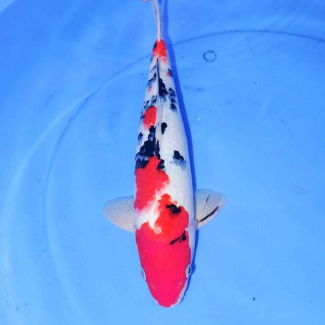 CHIMAMIRE SANKE 35cm