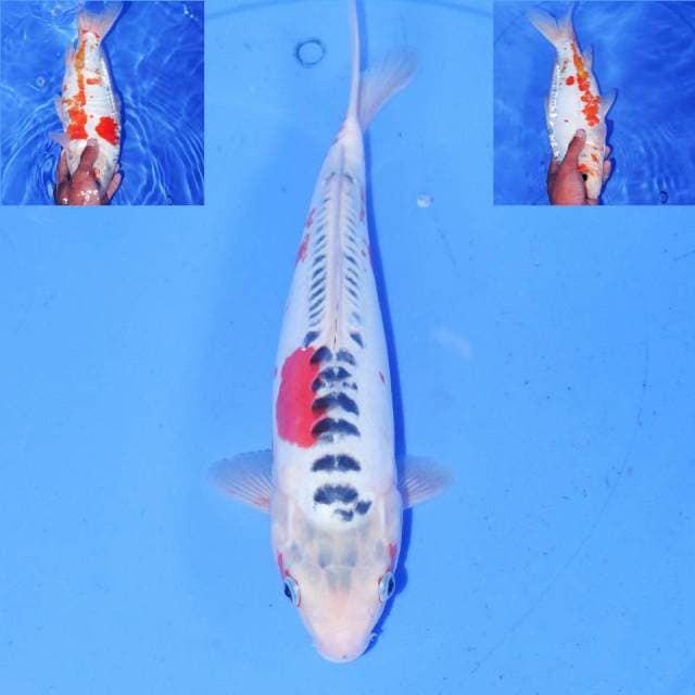 HANA SHUSUI 30cm