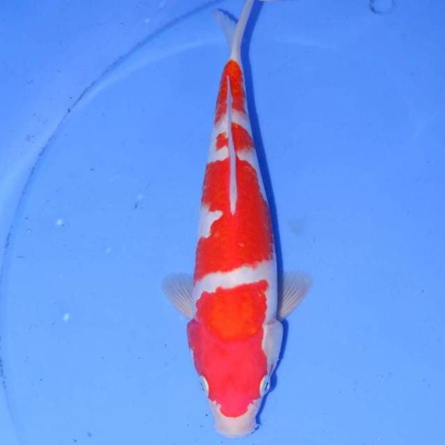 GOKANA KOHAKU