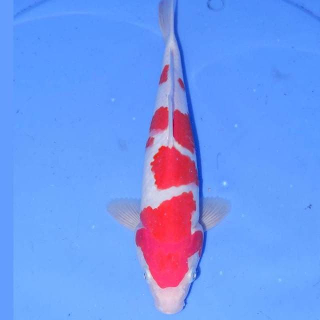 MIZUTAMA KOHAKU
