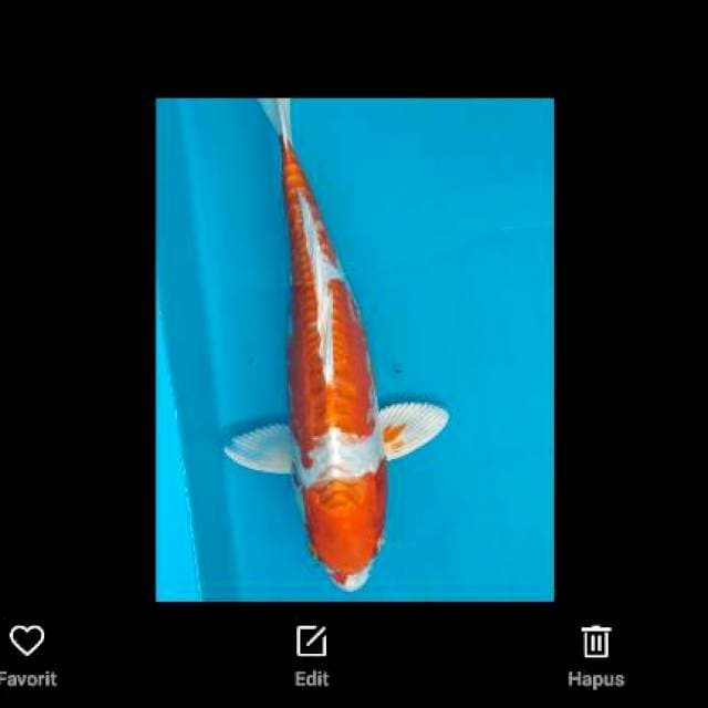 Kikushui Import Kanno 36cm