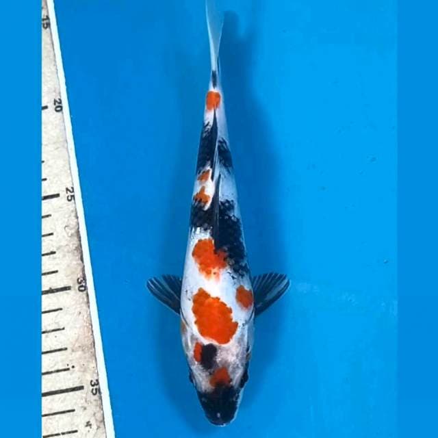 Showa, 20 cm