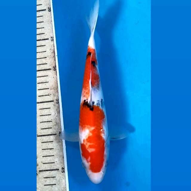 Sanke, 24 cm