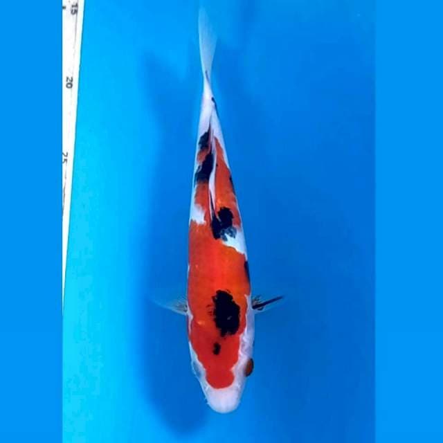 Sanke, 23 cm