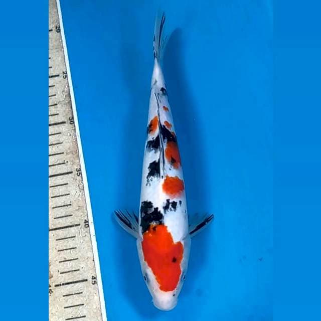 Sanke, 26 cm