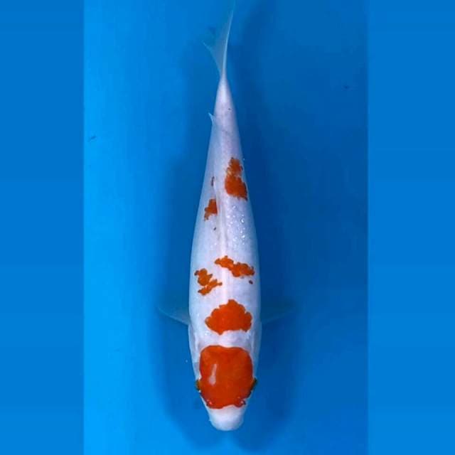 Kohaku, 26 cm