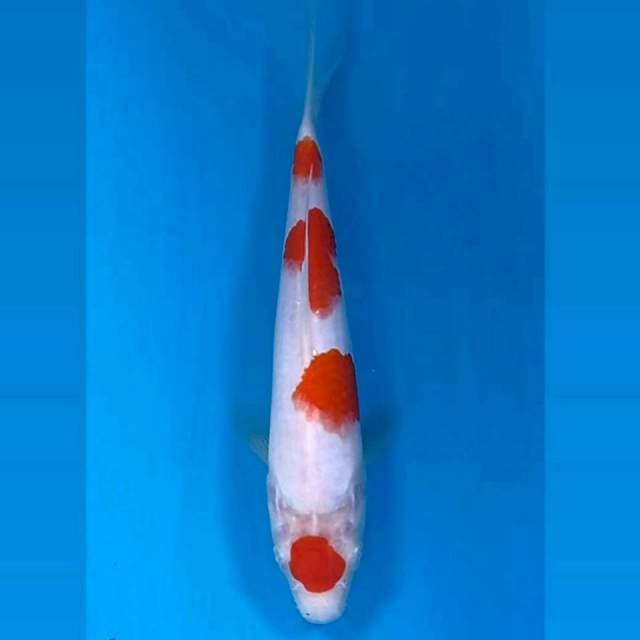 Kohaku, 22 cm