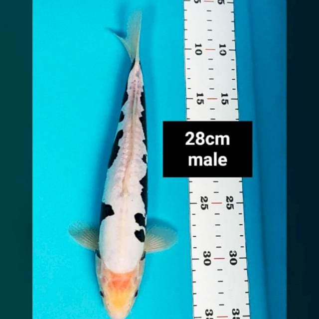 Kumonryu josss 28cm male