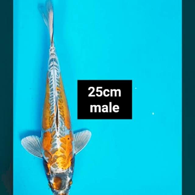 Antik aragoke strong 25cm male