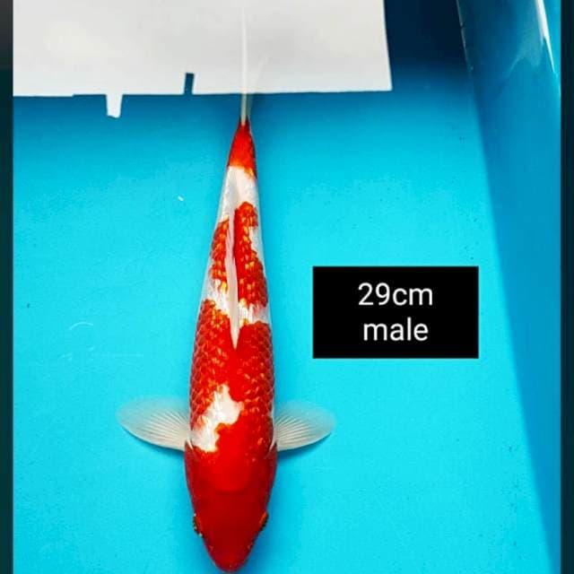 Kohaku ginrin josss 29cm male