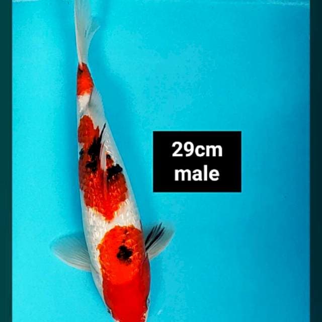 Good sanke ginrin 29cm male