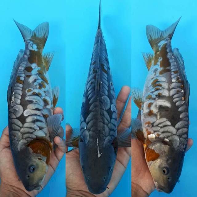 Naga ochiba mega mendung antik koleksi 31cm