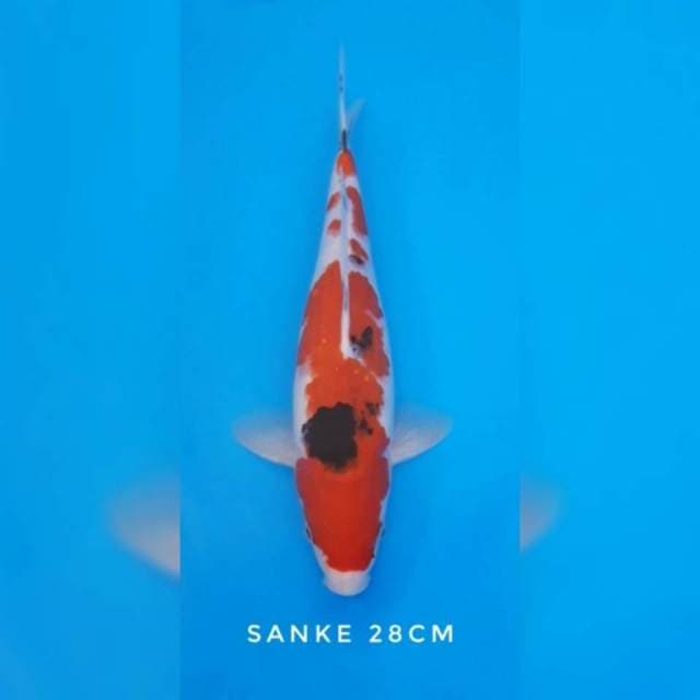 Sanke