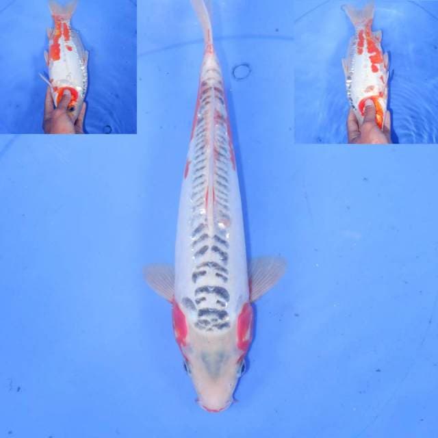 31cm HANA SHUSUI