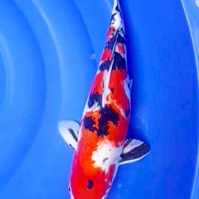 Showa Jumbo 47cm