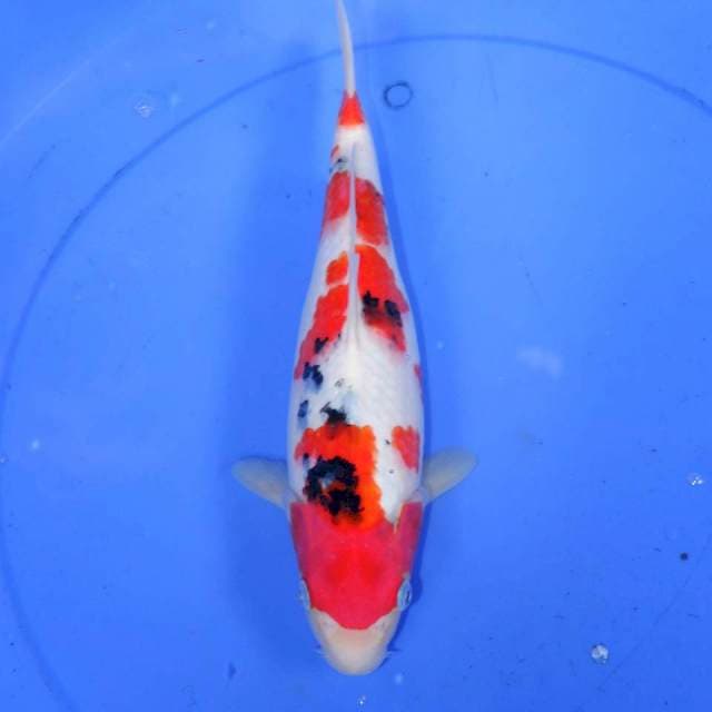31CM TSUBOSUMI SANKE HQ