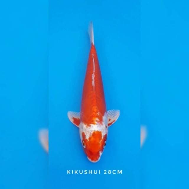 Kikushui
