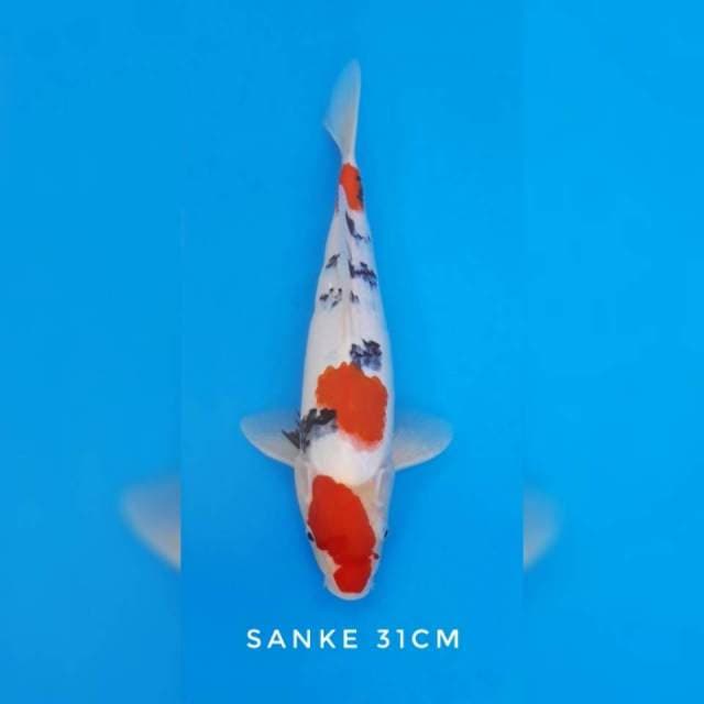 Sanke