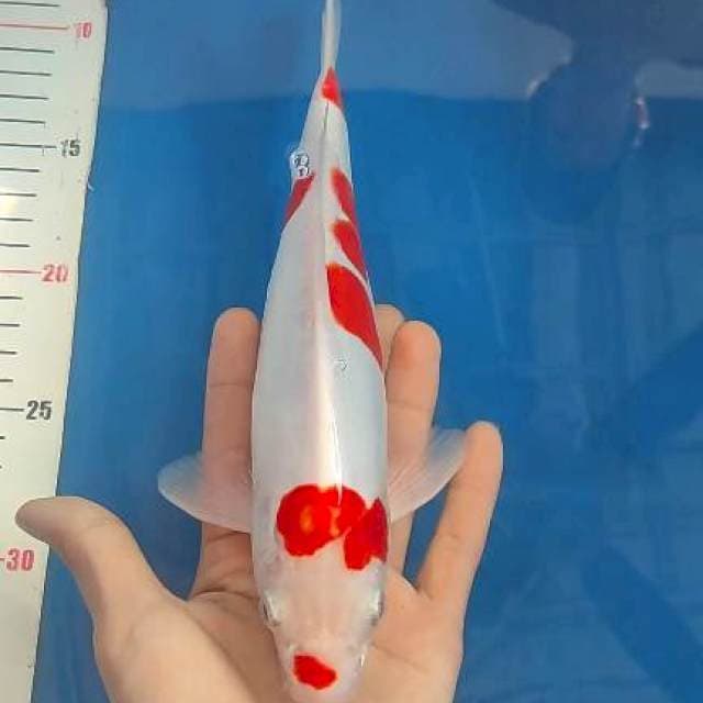 26cm polkadot doitsu