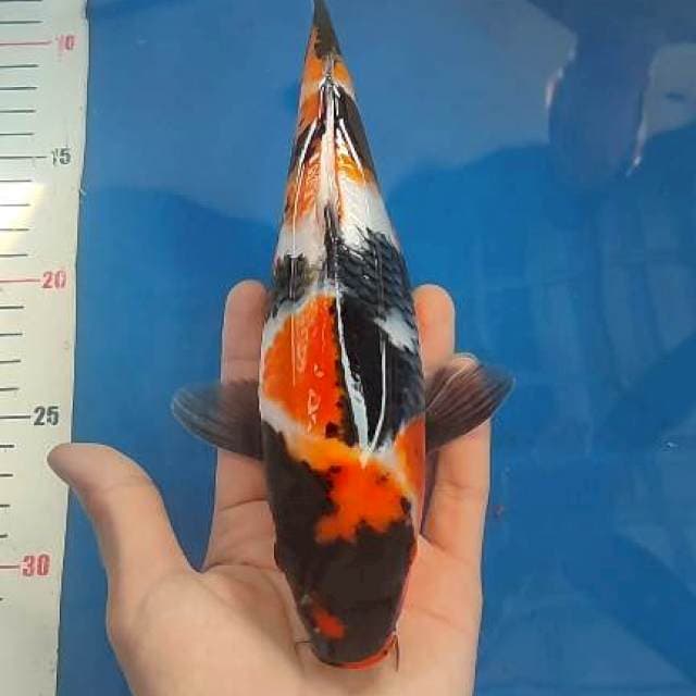 26cm showa