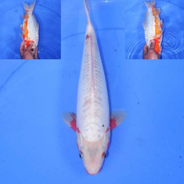 31cm SHUSUI SIMETRIS