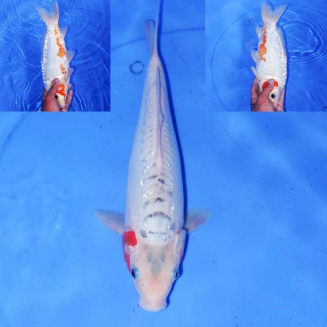 30cm SHUSUI PROSPEK
