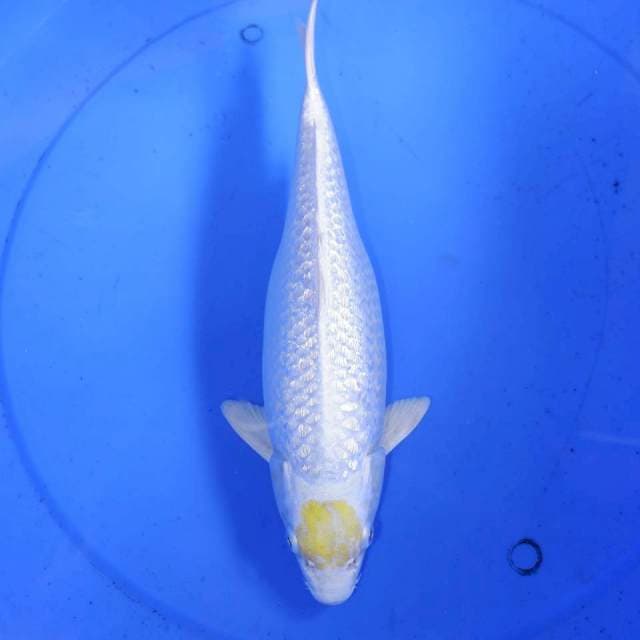 31cm GINDRIN TANCHO HARIWAKE