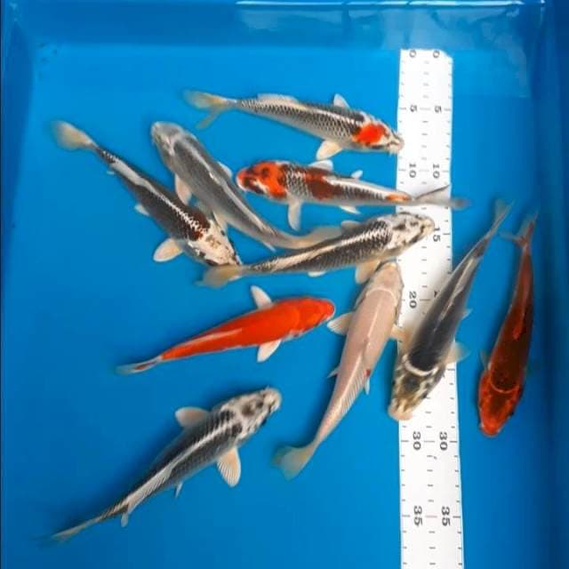 Paket 17-18cm