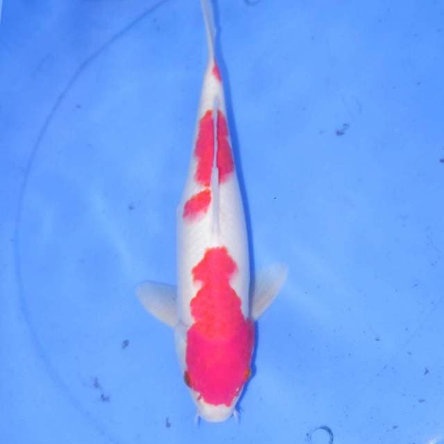 31cm KOHAKU