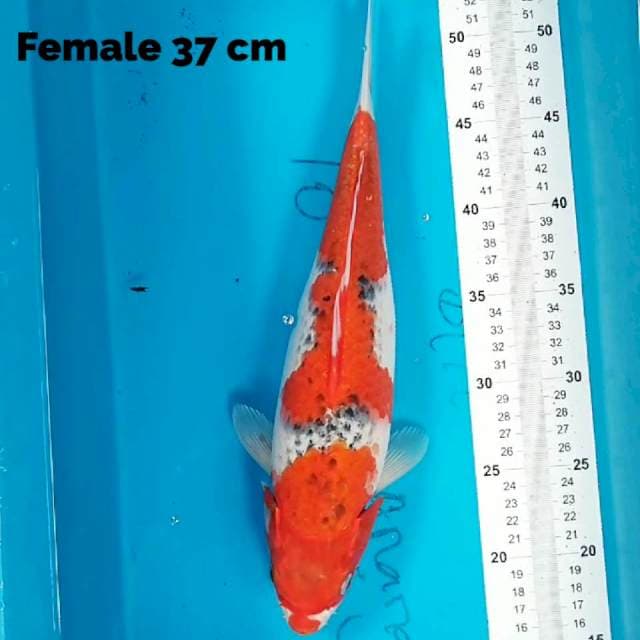 Goshiki 37 cm