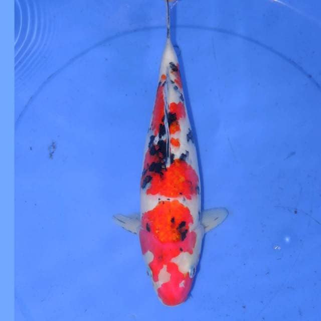 32cm SANKE