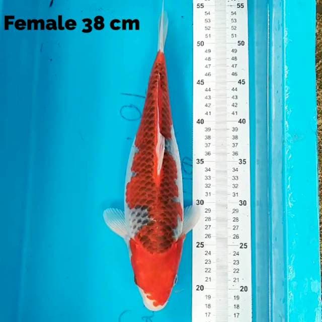 Goshiki 38 cm