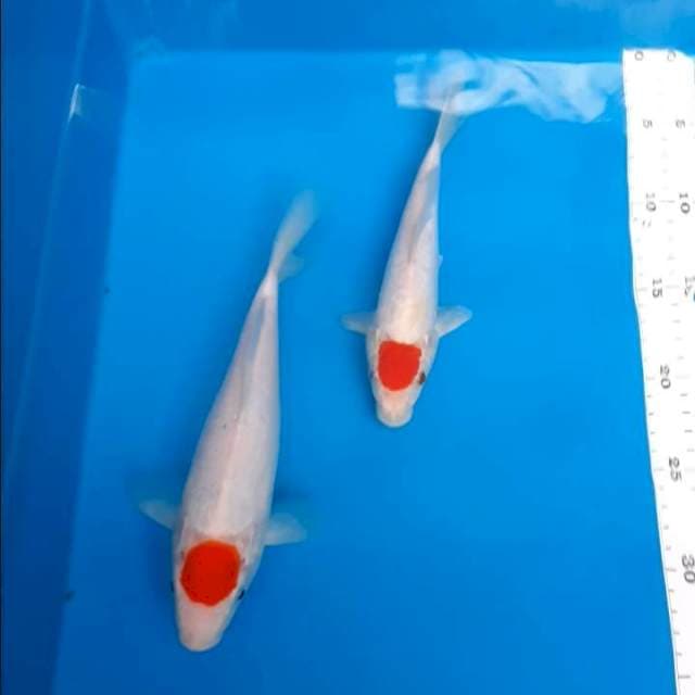 Tc.kohaku 20-25cm