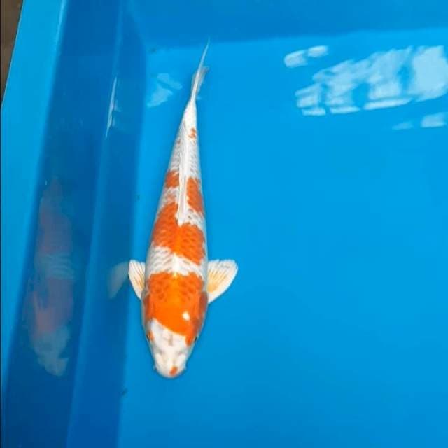 Hariwake 27cm