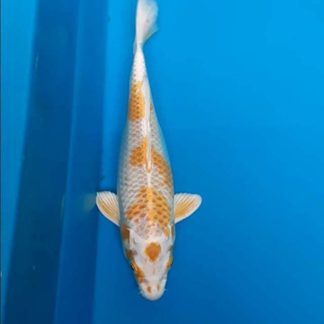 Hariwake 28cm